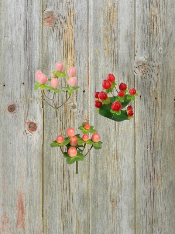 HYPERICUM VALENTINES DAY ASSORTED PEACH, PINK, RED COLORS